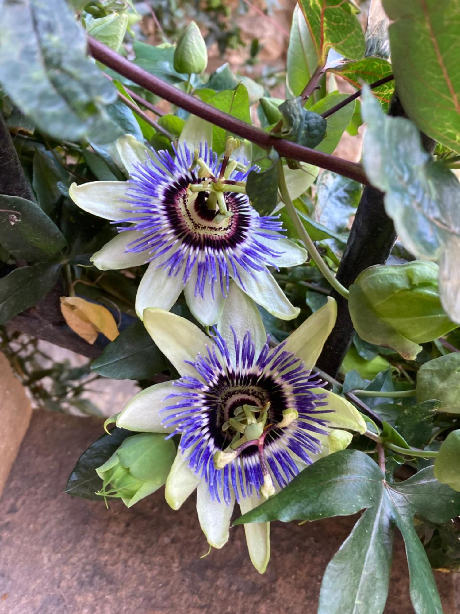 La Passiflore Azé Exterior foto